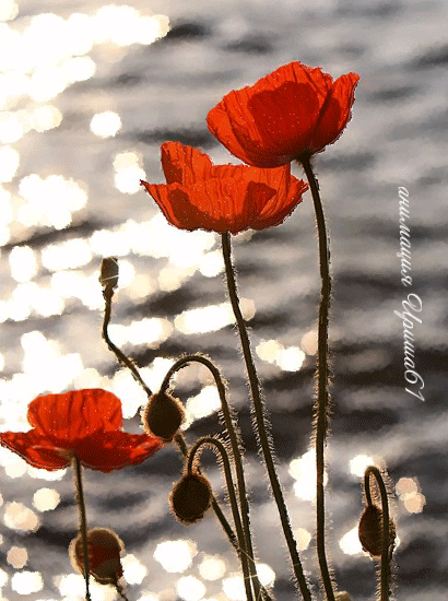 Открытка для Насти ко Дню рождения с множеством красок маков.