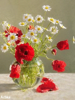 Открытка Поздравляю с нарисованными красными маками.  Векторная картинка крас...