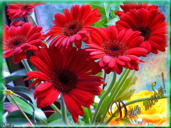 Открытки С днём рождения с герберами. Открытки с герберами. 