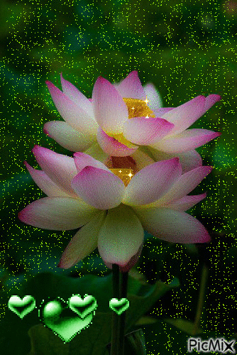 Открытка гиф белый лотос. Открытка Лотос под дождём. Открытка белый лотос на ...