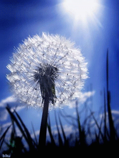  Картинки с одуванчиками скачать бесплатно. Красивые картинки с одуванчиками.