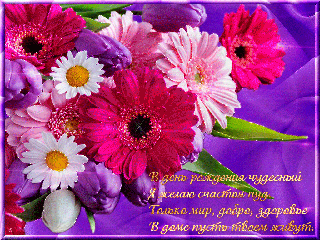 Скачать бесплатно картинки с герберами. Картинки с цветами герберами.