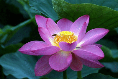 Открытка цветок лотоса и лист на воде. Открытка Лотос на стебле.