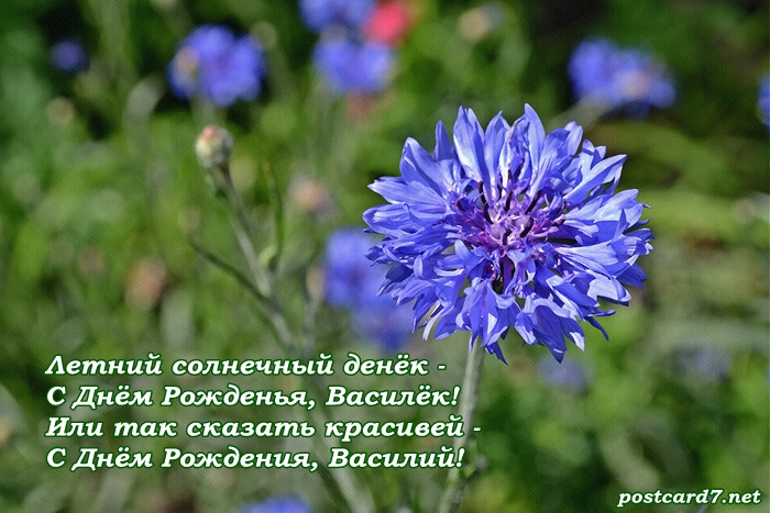 Картинки с васильками. Картинки с васильками с днём рождения.