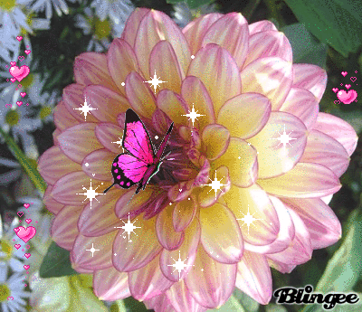 Картинка с георгинами. Открытка в День рождения с георгинами.