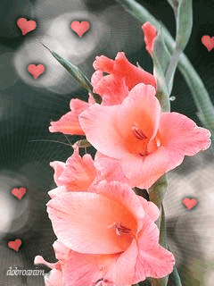 Открытки с гладиолусами. Картинка с гладиолусами. С днём рождения картинка гл...