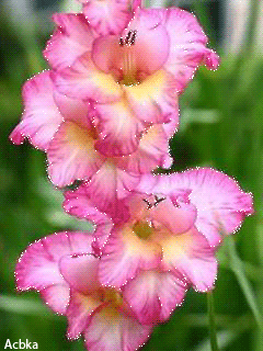 Гладиолусы фото с днём рождения. Гладиолусы фото. Цитаты ты на открытках с гл...