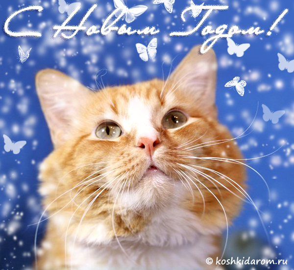 Картинки с кошками смешные. Картинки с кошками с надписью. Картинки с кошками...