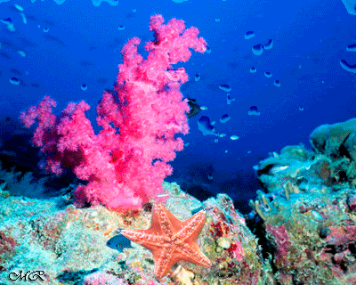 Удивительный подводный мир открытки. Подводный мир картинки открытки для детей.