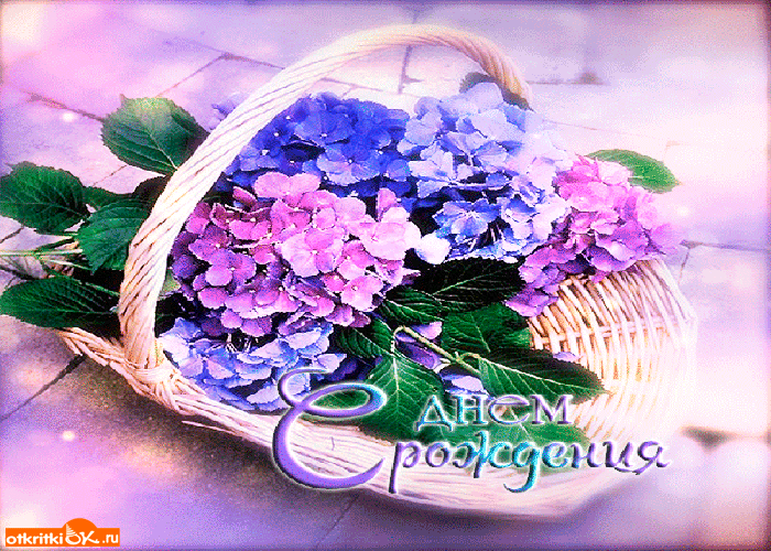 Открытка нарисованная с анимацией розовая и голубая гортензии.