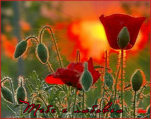 Ретро открытка ко Дню рождения с красными маками, васильками, ромашкой и клев...