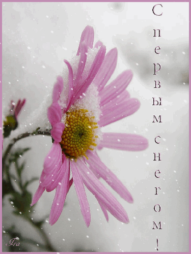 Картинки со снегом красивые. С первым Весенним снегом. Снег идёт прикольные к...