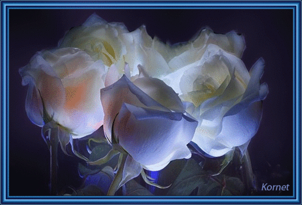 Открытка с одной белой розой. Открытка Белые розы в вазе.   