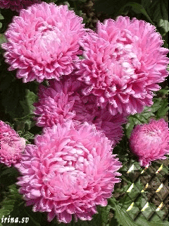 Открытка гиф мерцающая с одной фиолетовой астры. Открытка с анимацией различн...