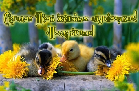 Открытка с анимацией желтые белые одуванчики у реки. Открытка с анимацией кот...