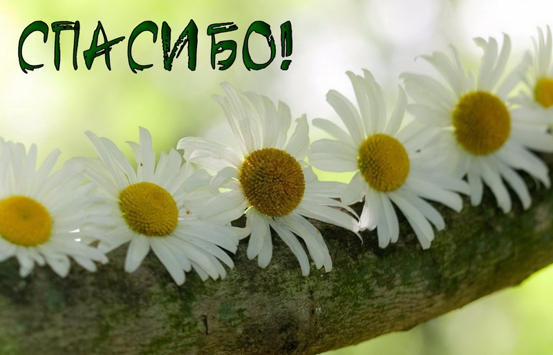 Картинки с ромашками скачать бесплатно. Картинки с ромашками и васильками.