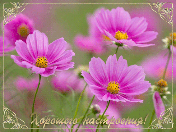 На цветке Сиреневой космеи. Открытка мерцающая цветки космеи.