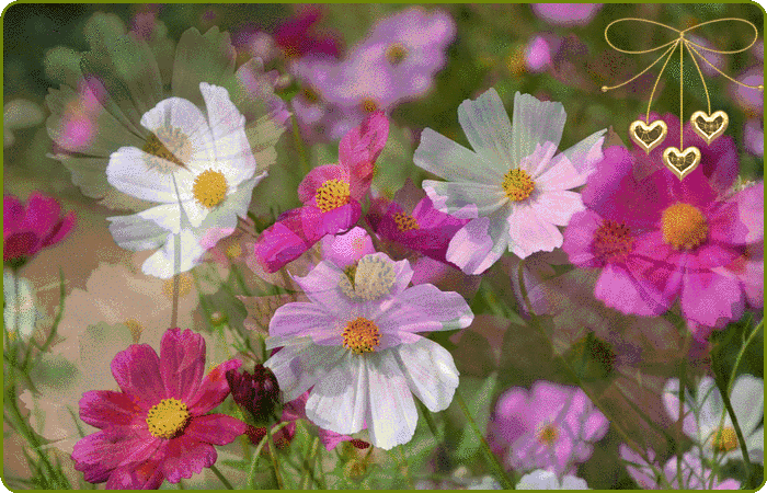 Открытка розовые цветы космеи. Открытка Космея и ромашка.   