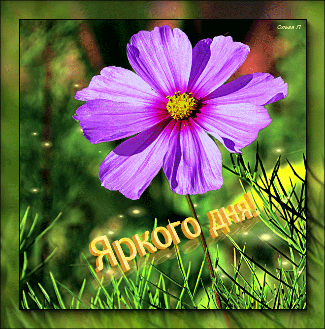 Открытка бабочка порхает над космеи. Открытка с букетом цветов разных и космеи.