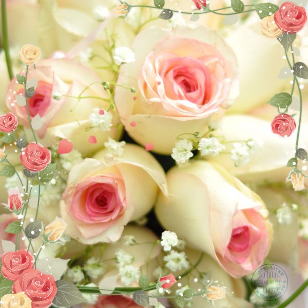 Картинки с белыми розами скачать. Красивые картинки с белыми розами.