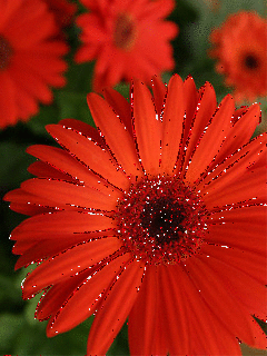 Оранжевые герберы фото. Герберы фото букетов. Белые герберы фото.