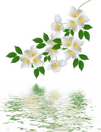 Открытка Доброе утро, с букетом жасмина и пионами. Открытка гиф анимация мерц...