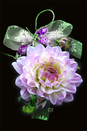 Открытка для тебя георгинами на чёрном фоне. Открытка с красным георгином.