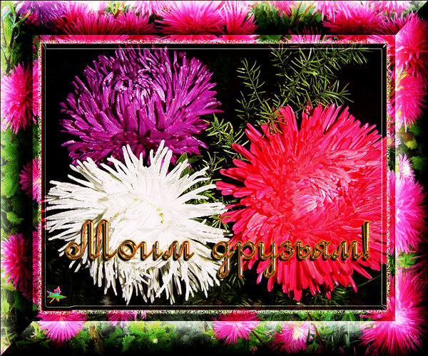 Фото Астры и хризантемы. Астры букет фото. Красивые Астры фото.