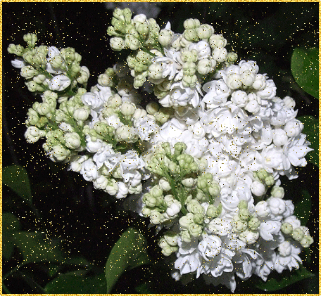 Открытки чудесного весеннего настроения с цветами сирени.   