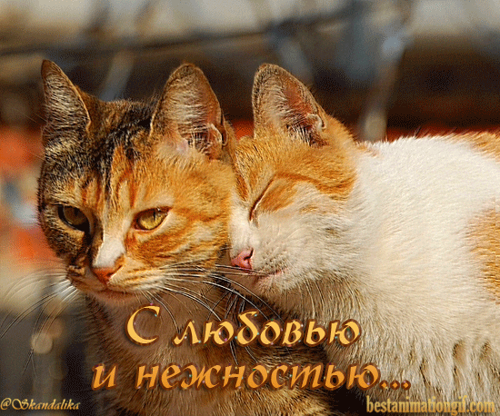 Открытки с котятами. Картинки с кошками. Открытки С днем рождения котики.