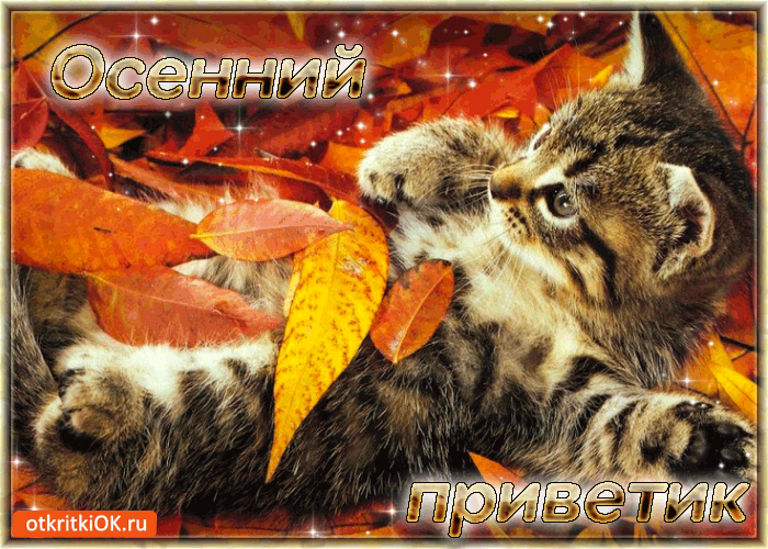 Открытка осенний Привет. Картинки осенний Привет. Картинки скачать бесплатно ...