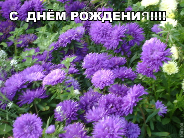 Открытки мерцающие бабочка с астрой. Открытки с букетом остров ко дню рождения.