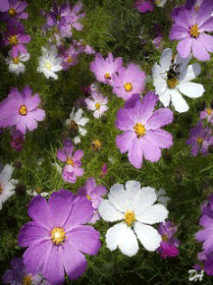 Картинка космеи. Открытка букет с космеями и другими цветами с бабочками стои...