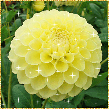 Открытка для тебя георгинами на чёрном фоне. Открытка с красным георгином.