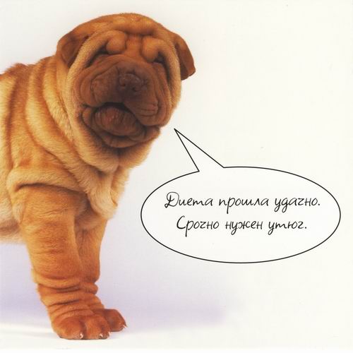 Прикольные картинки про худеющих. Стимулирующие картинки для похудения.