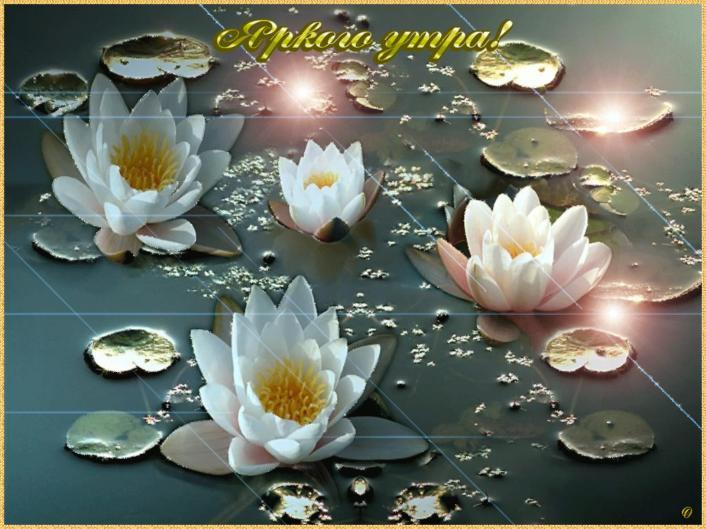 Открытка лотосы на воде. Открытка с днем Нептуна, с цветком лотоса.