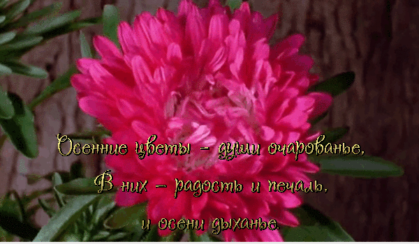 Открытка гиф мерцающая с одной фиолетовой астры. Открытка с анимацией различн...