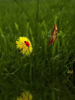 Открытка с оригинальными стихами для Иры и и одуванчиком с улетающими семенами.