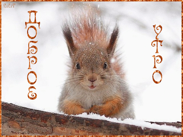 Картинка белочка с орешком. Картинка белочка с грибами. Белочка с корзиной ка...