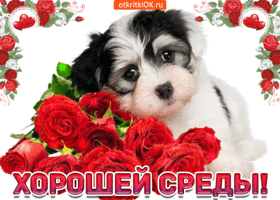 Удачной среды картинки. Картинки про среду для WhatsApp. Открытки со средой б...