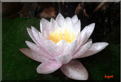 Открытка пурпурный Лотос. Открытка Фея в цветке лотоса. Открытка поляна лотосов.