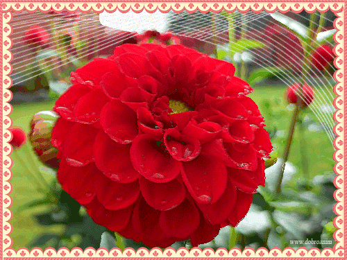 Картинка с георгинами. Открытка в День рождения с георгинами.