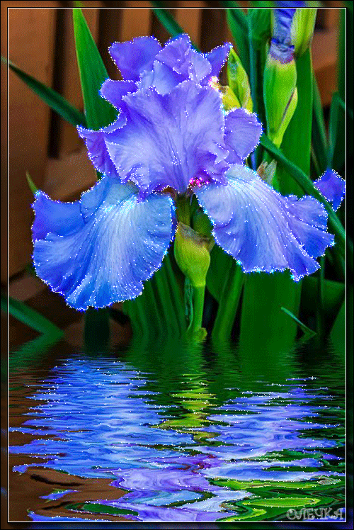 Открытка сказочного денёчка с фиолетовыми ирисами и бабочкой.