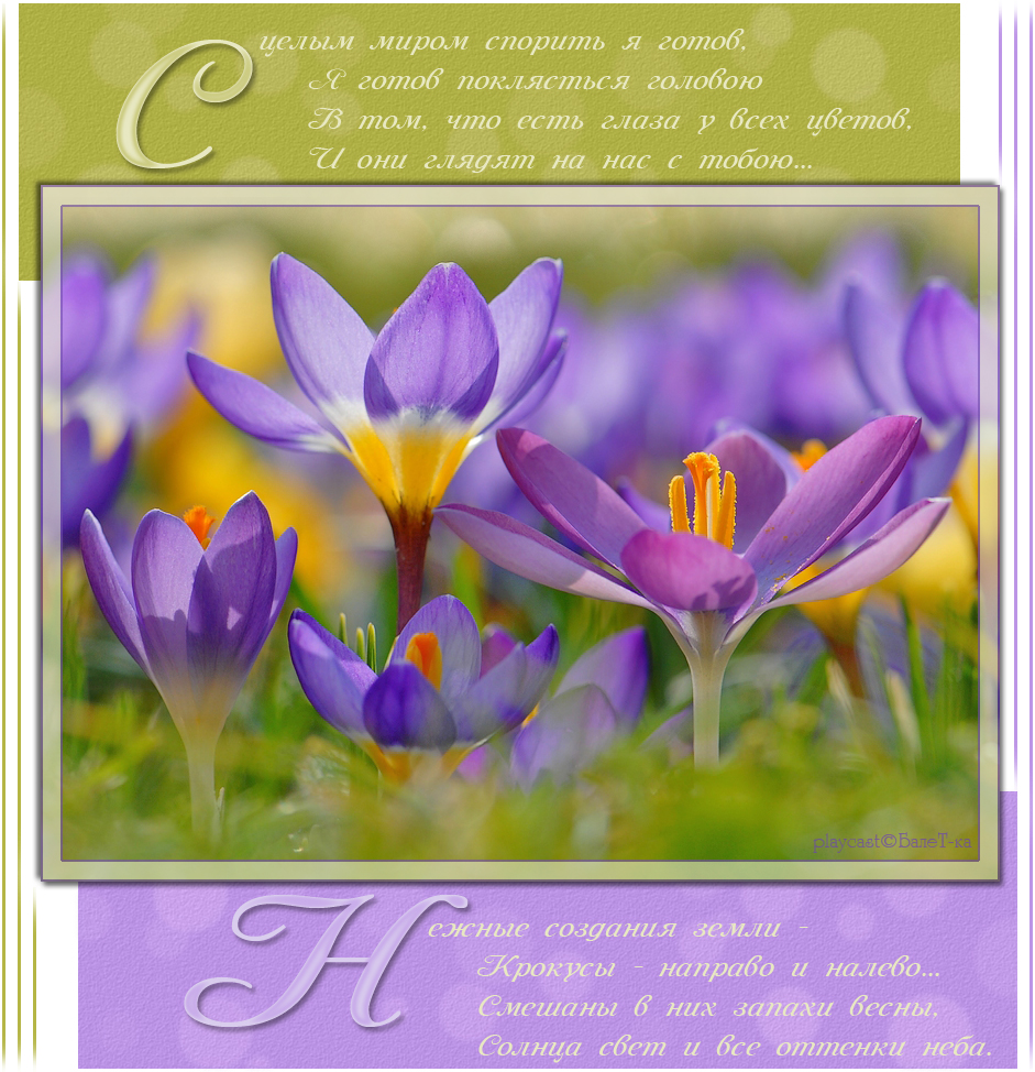 Открытка С Днём рождения С белым крокусом и фиолетовыми прожилками.
