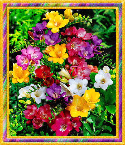  Скачать букет фрезий фото. Фрезия фото GIF. Фрезия на клумбе открытка.