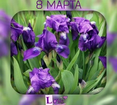 Открытка мерцающая GIF голубой Ирис. Ретро открытка на день рождения с нарисо...