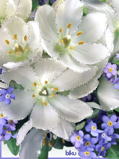  Скачать букет фрезий фото. Фрезия фото GIF. Фрезия на клумбе открытка.