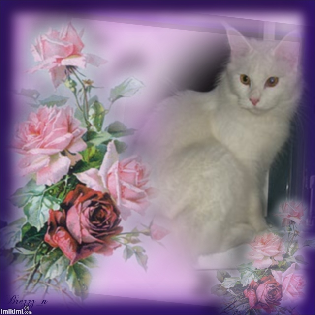 Картинки с кошками смешные. Картинки с кошками с надписью. Картинки с кошками...