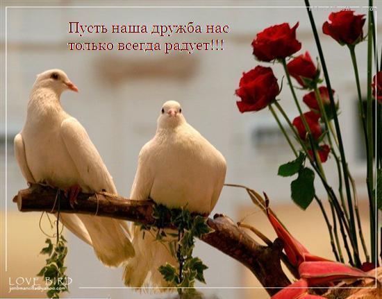 Картинки со стихами о дружбе картинки прикольные о дружбе.  