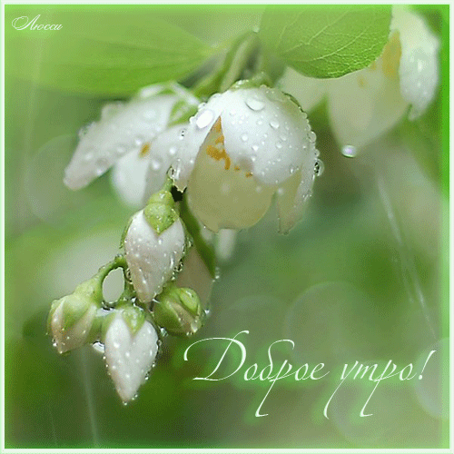 Открытка Доброе утро С чашечкой чая и букетом жасмина стеклянной вазе.